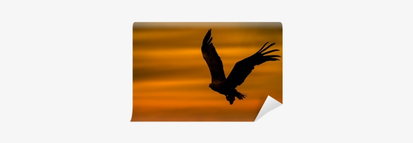 Eagle Silhouette Mounted Framed Print (203mm X 305mm, transparent png download