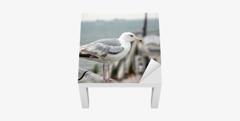 A Seagull Near The Beach Of Scheveningen Lack Table - Beach, transparent png download