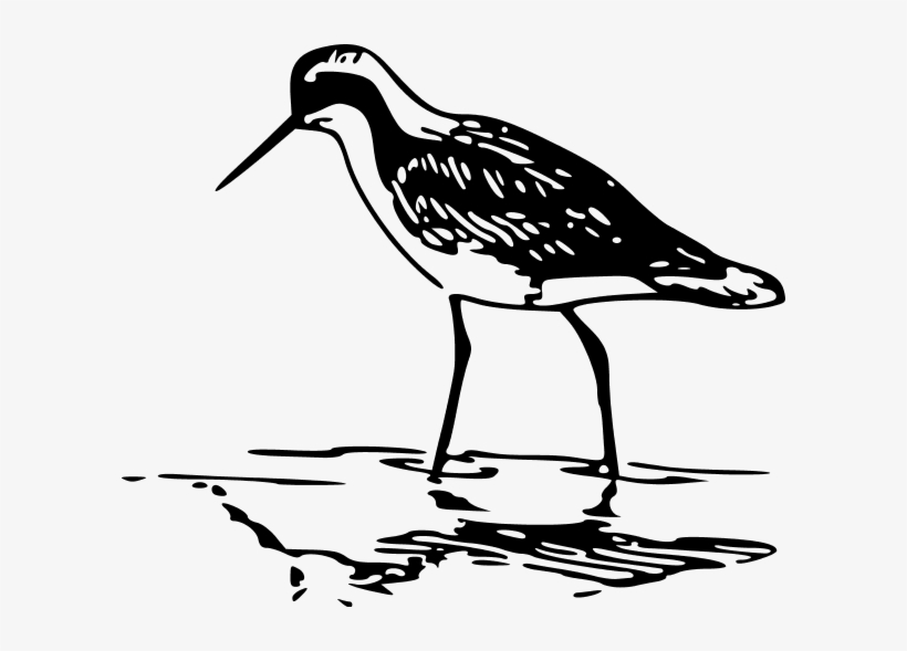 Phalarope Bird Standing In Water Sketch - Shorebird Clip Art, transparent png download