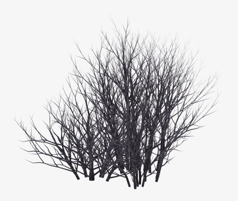 Bush Silhouette Png Png Black And White Shrubs Transparent PNG