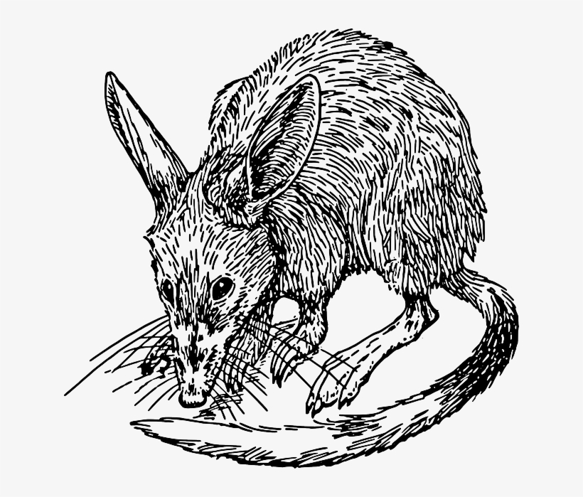 Mouse, Cartoon, Rat, Animal, Rodent, Tail, Fur - Bandicoot Clipart, transparent png download