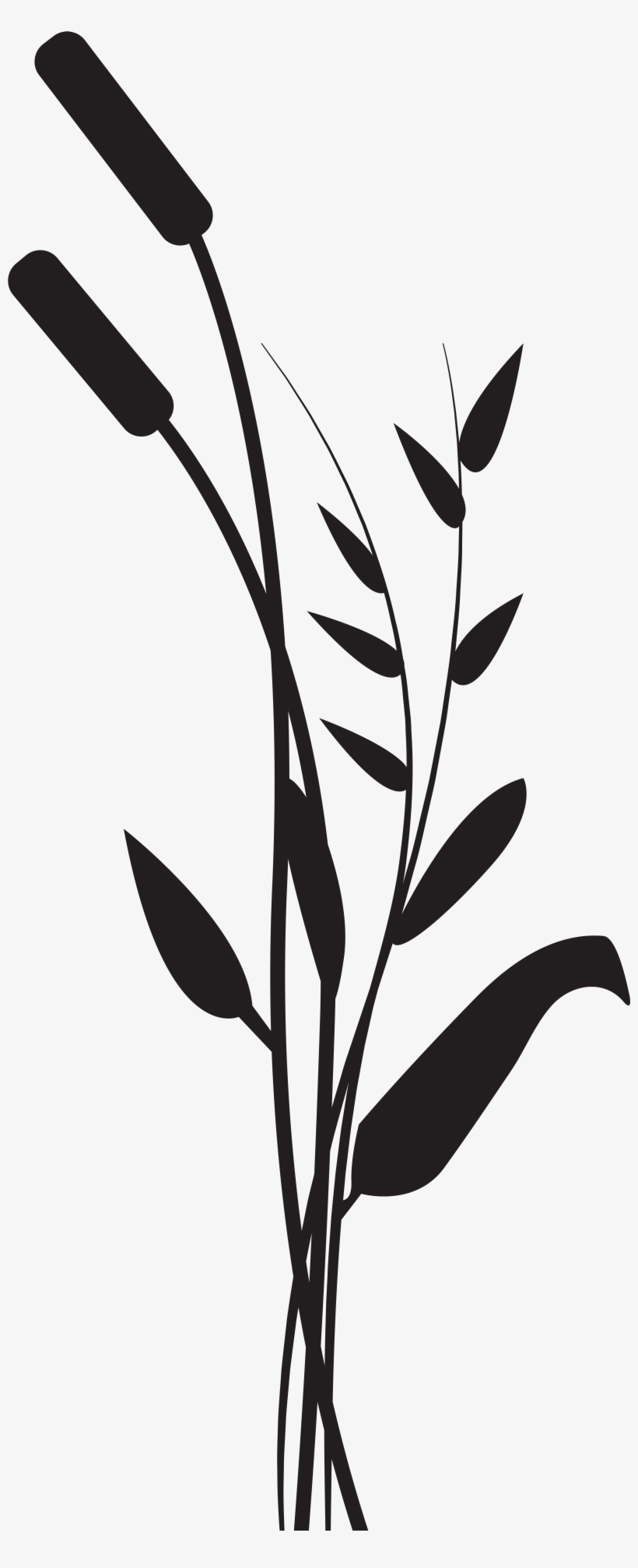 Bulrush Png, transparent png download