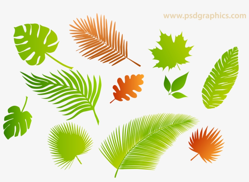 Leaves Isolated Png, transparent png download