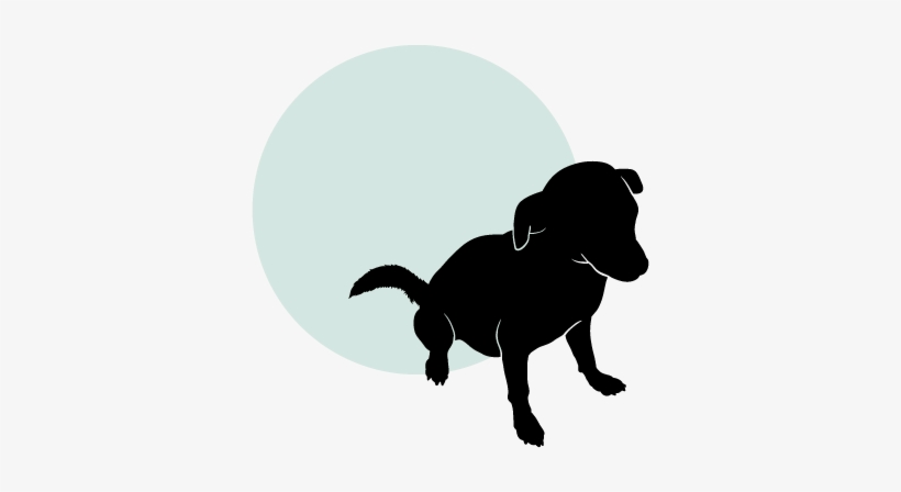 Or Perhaps You Have Just Brought Your New Puppy &nbsp - Dog, transparent png download