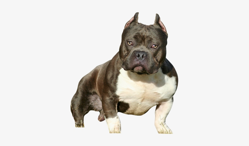 American Bully Psd - Desenho Animado Do American Bully, transparent png download