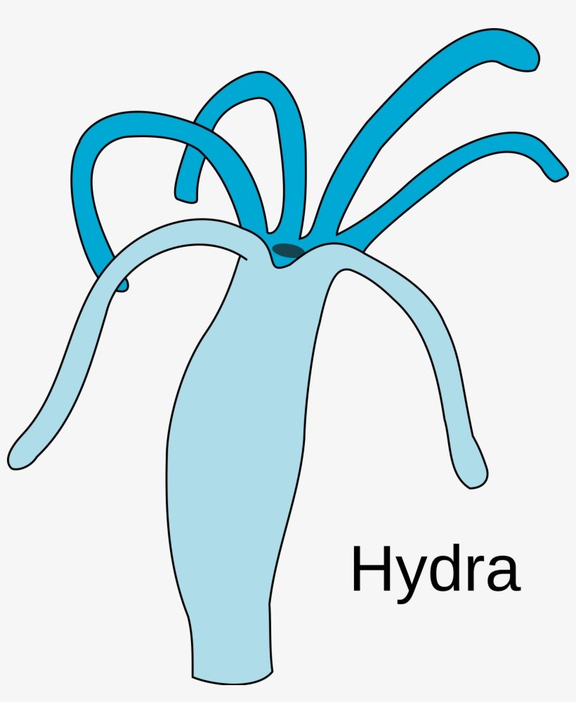 Open - Easy Diagram Of Hydra, transparent png download