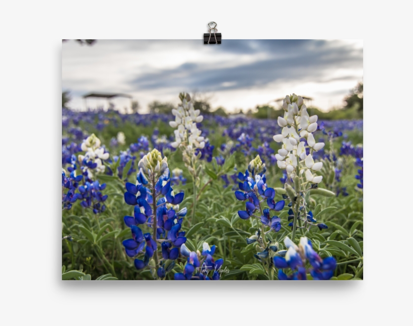 Svg Library Stock Sunset Authentic Texan - Texas Hill Country, transparent png download