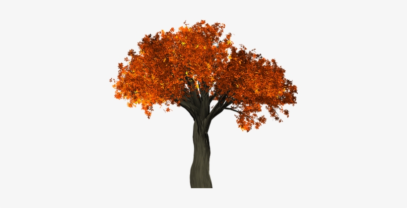 Bäume / Trees - Autumn Tree Png, transparent png download