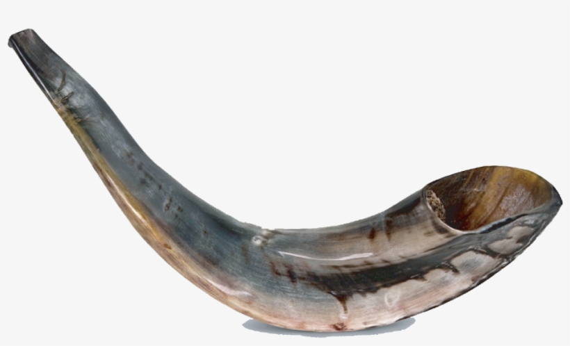 High Holiday Rsvp - Classical Ram's Horn Shofar - Medium - Polished Dark, transparent png download