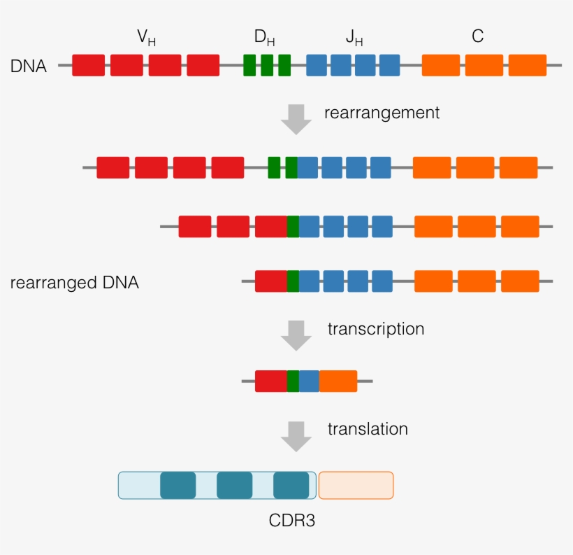 Images/ig Vdjrecombination - Vdj Recombination, transparent png download