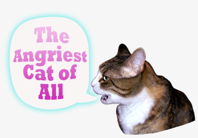 I Am A Very Angry Cat - Squitten, transparent png download