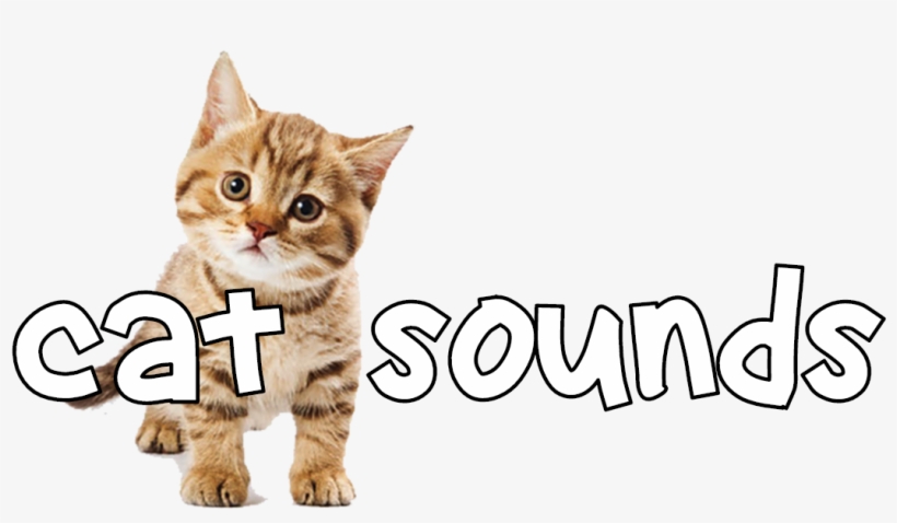 Little Kittens Png, transparent png download