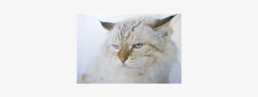 Cat, transparent png download
