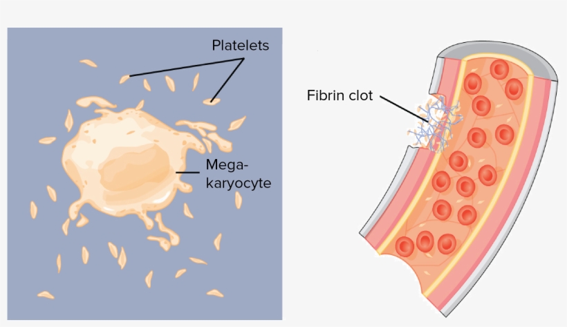 Dont Lewd The Platelets, transparent png download