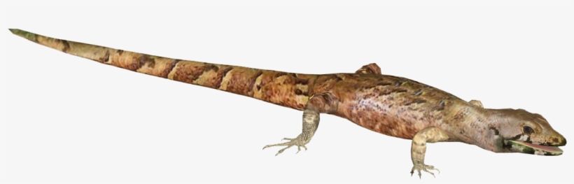 Chevron Skink - Gekkonidae, transparent png download