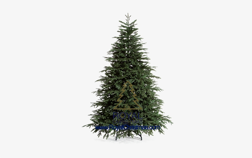 Characterize Are The More Pointed Branches - Outdoor Christmas Tree Png, transparent png download