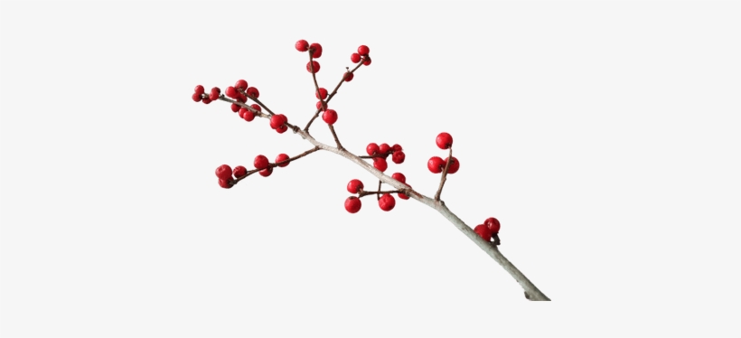 Christmas Branch Decoration - Twigs And Berries Png, transparent png download