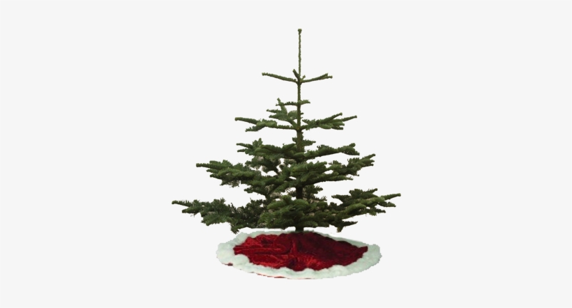 Silver Tip Christmas Trees - Types Of Christmas Tree, transparent png download
