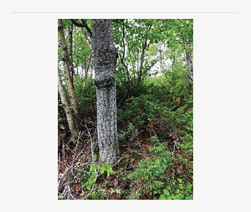 Current Treeline Of Populus Tremula, Mt - Old-growth Forest, transparent png download