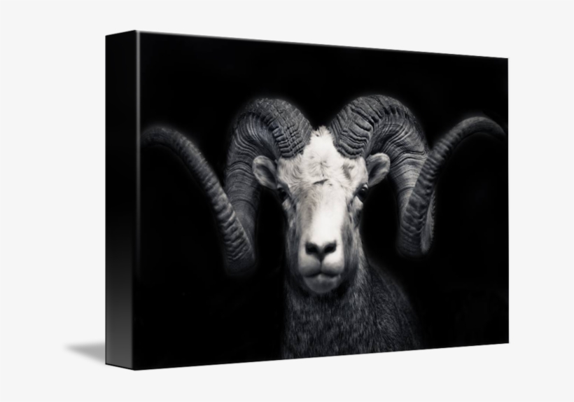 Ram Are So Beautiful - Gallery-wrapped Canvas Art Print 16 X 10 Entitled Portrait, transparent png download