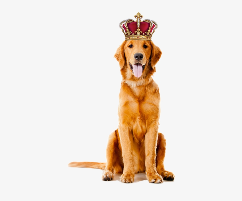 Share This Image - Dogs High, transparent png download