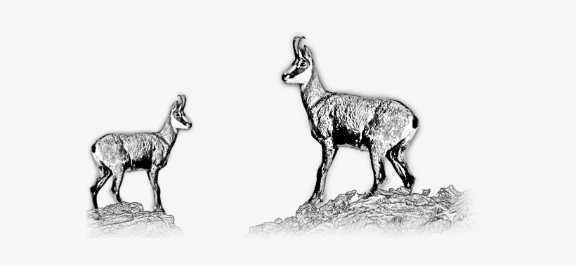 The Chamois Is A Bovine Animal With Some Goat Aspect - Chamois, transparent png download
