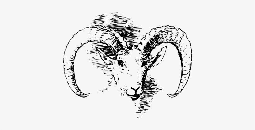 Bighorn Sheep Goat Wild Sheep Cattle - Artwork Kepala Domba, transparent png download
