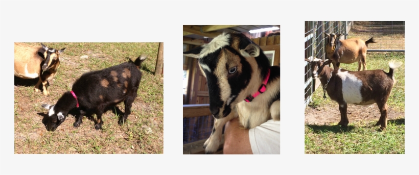 Like All Goat Owners Know, The More You Have, The More - Goat, transparent png download