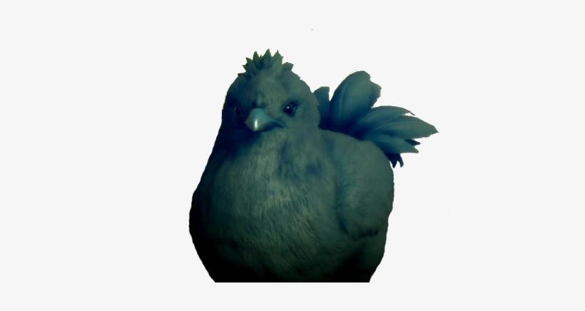 Stock Dove, transparent png download