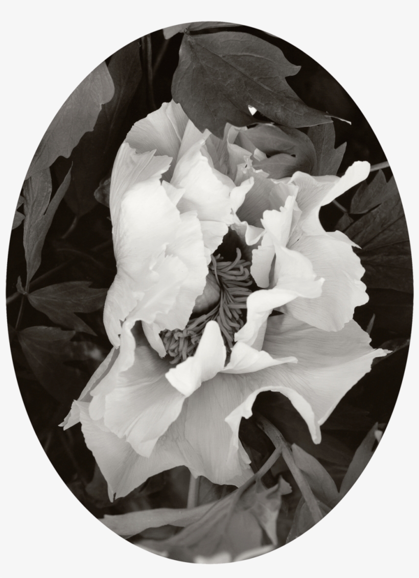 A Flower At Sea, A Flower From Afar - Sea, transparent png download