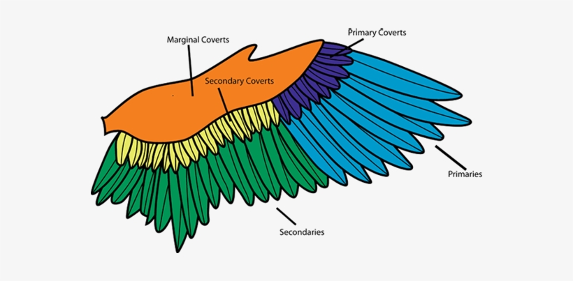 Bird - Wings - Bird Wing, transparent png download