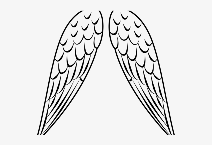 Wings Clipart Bird's - Clip Art, transparent png download