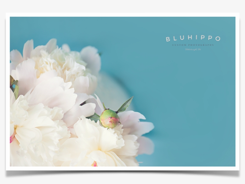 Beautiful Pictures Of Peonies - Peony, transparent png download