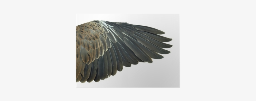 Bird Wings Isolated On White Background Poster • Pixers® - Bird, transparent png download