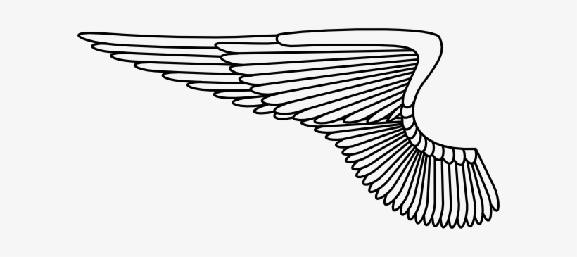 Wing - Air Force Wings Png, transparent png download