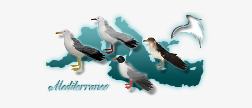Sea Wings Zerosvalmont Mediterranean - Wiki, transparent png download