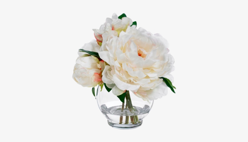 Peonies - Garden Roses, transparent png download