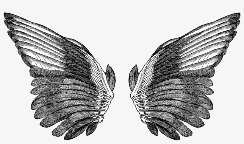 Birds Wings Drawing - Heavy Horses Pale Rider, transparent png download