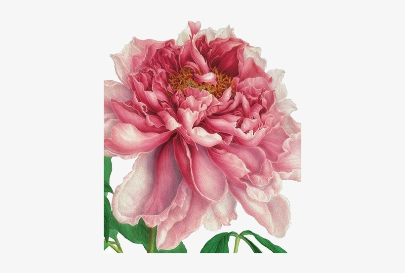 Alice X Zhang Pinterest Flowers And - Historical Art Of Flowers Watercolor, transparent png download