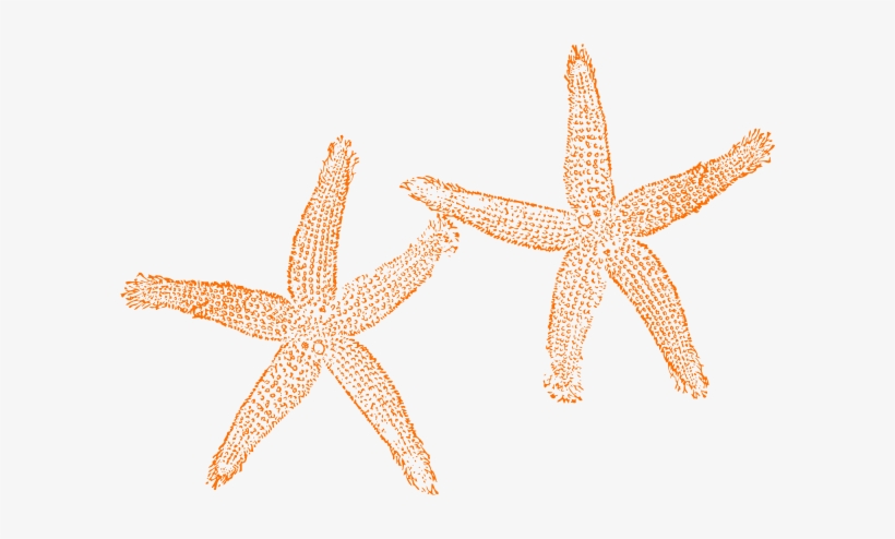 Orange Starfish Clipart - Clipart Starfish No Background, transparent png download
