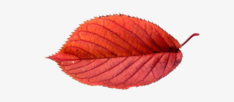 Free Picture, Public Domain, Photo Illustration, Autumn - Autumn Leaves Free Png, transparent png download