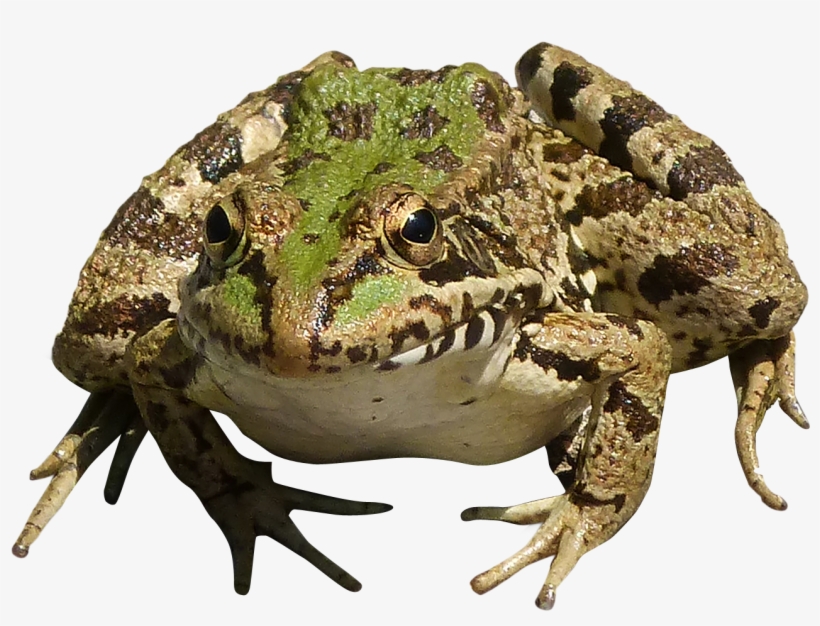 Frog Png, transparent png download