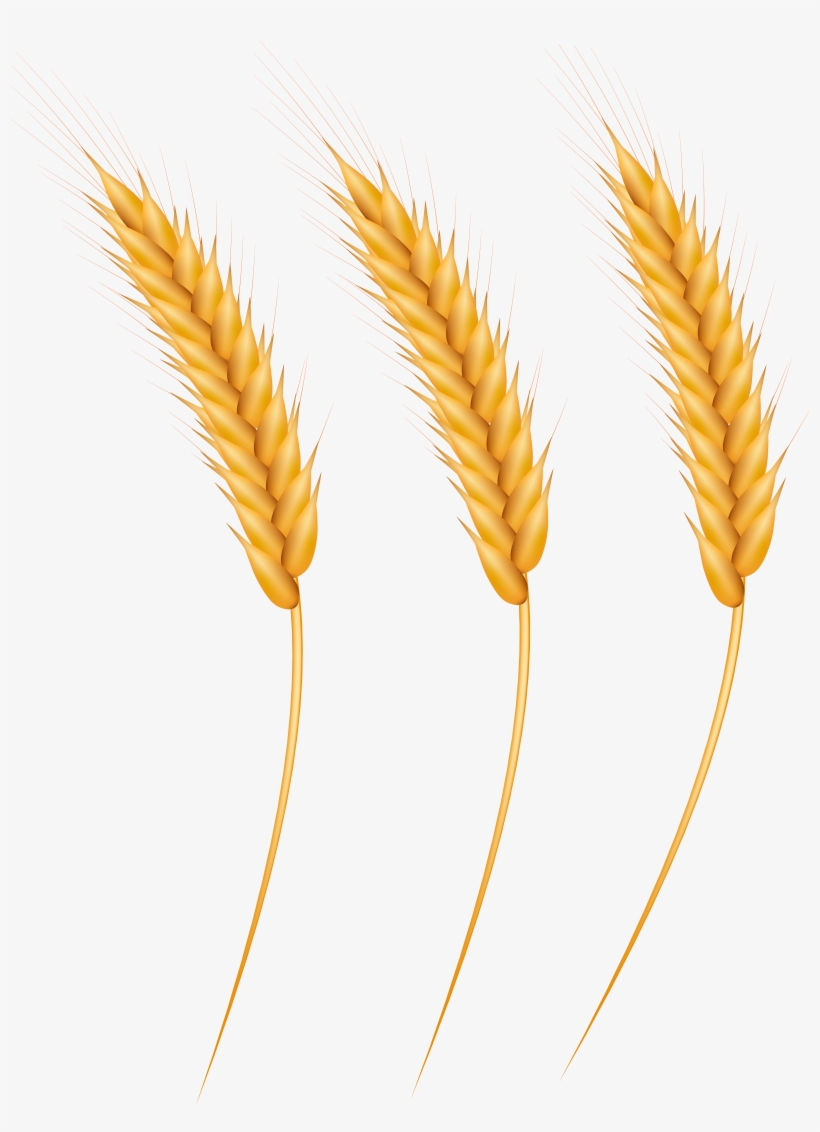 Emmer, transparent png download