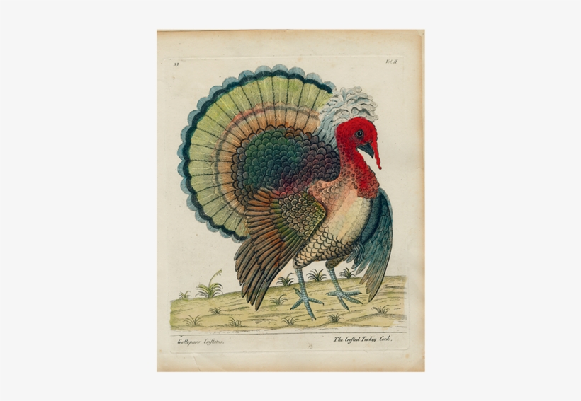 Crefted Turkey - Eleazar Albin, transparent png download