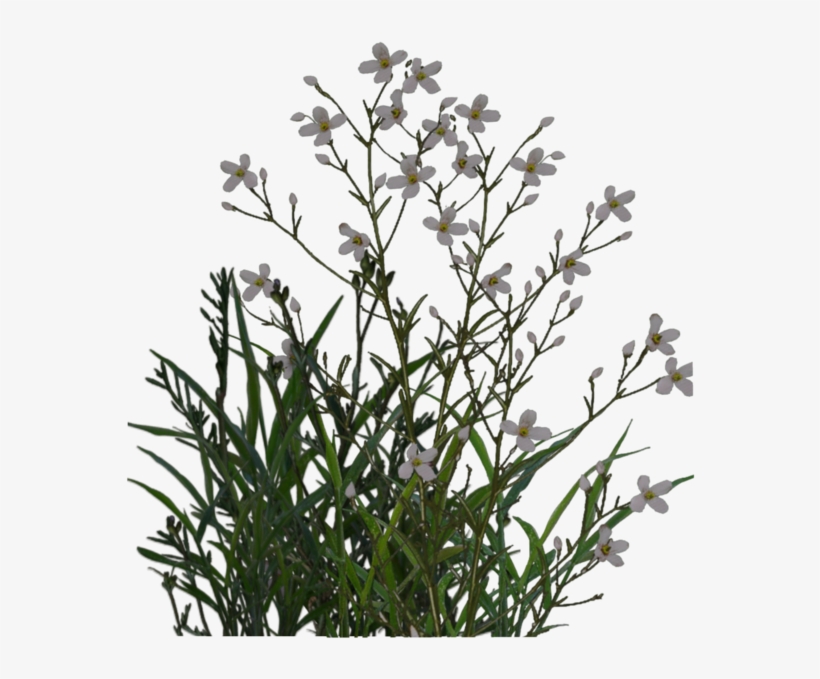 15 Desert Bush Png For Free Download On Mbtskoudsalg - Planta Png, transparent png download