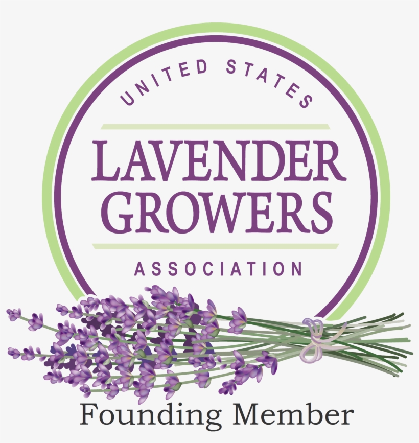 Us Lavender Growers Founding - Urban Platter Dried Lavender Flowers (from Kashmir),, transparent png download