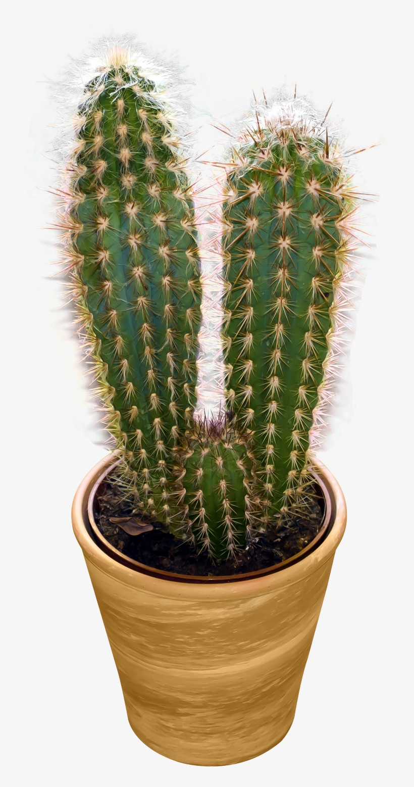 Cactus Png Image - Cactus Png, transparent png download