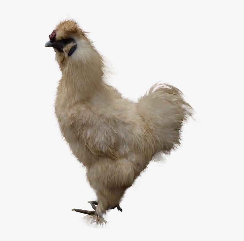 Chicken Png Picture - Chicken As Food, transparent png download
