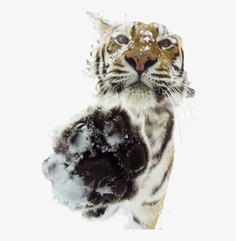 My Cutout If Anyone Is Interested - Tiger, transparent png download