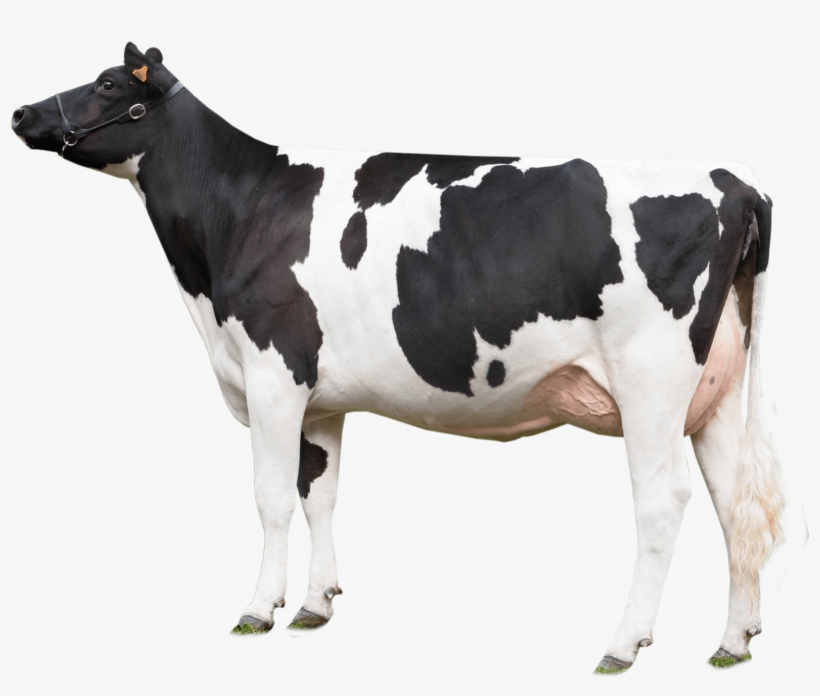 Cow Looking Left - Cow Png, transparent png download
